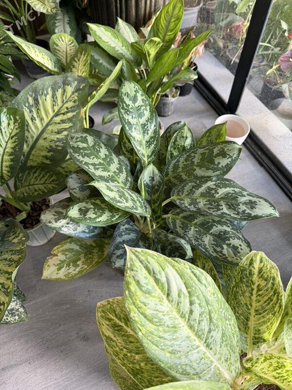 Цветы  - Aşgabat - img 8