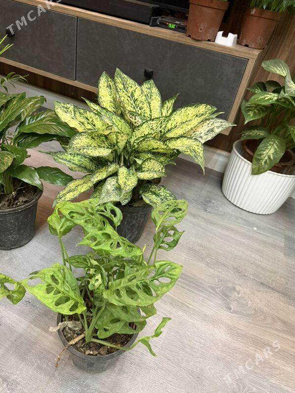 Цветы  - Aşgabat - img 3