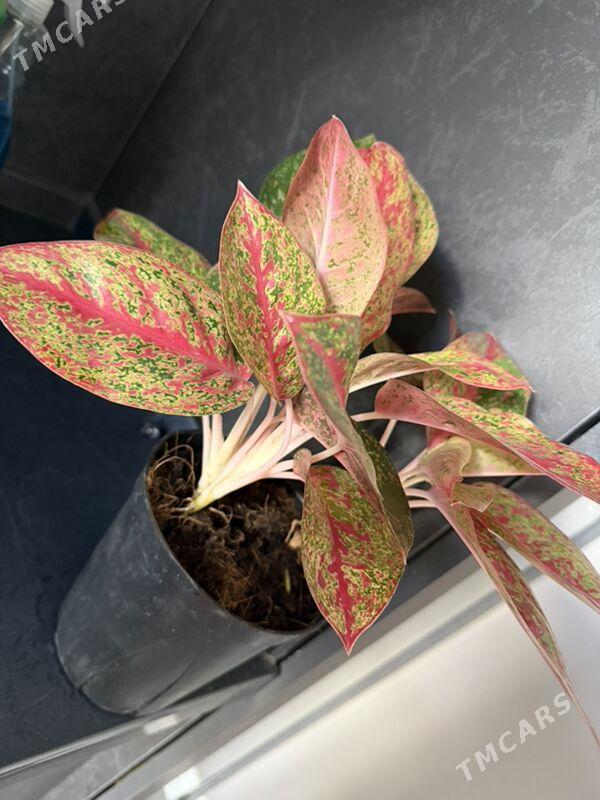 Цветы  - Aşgabat - img 10