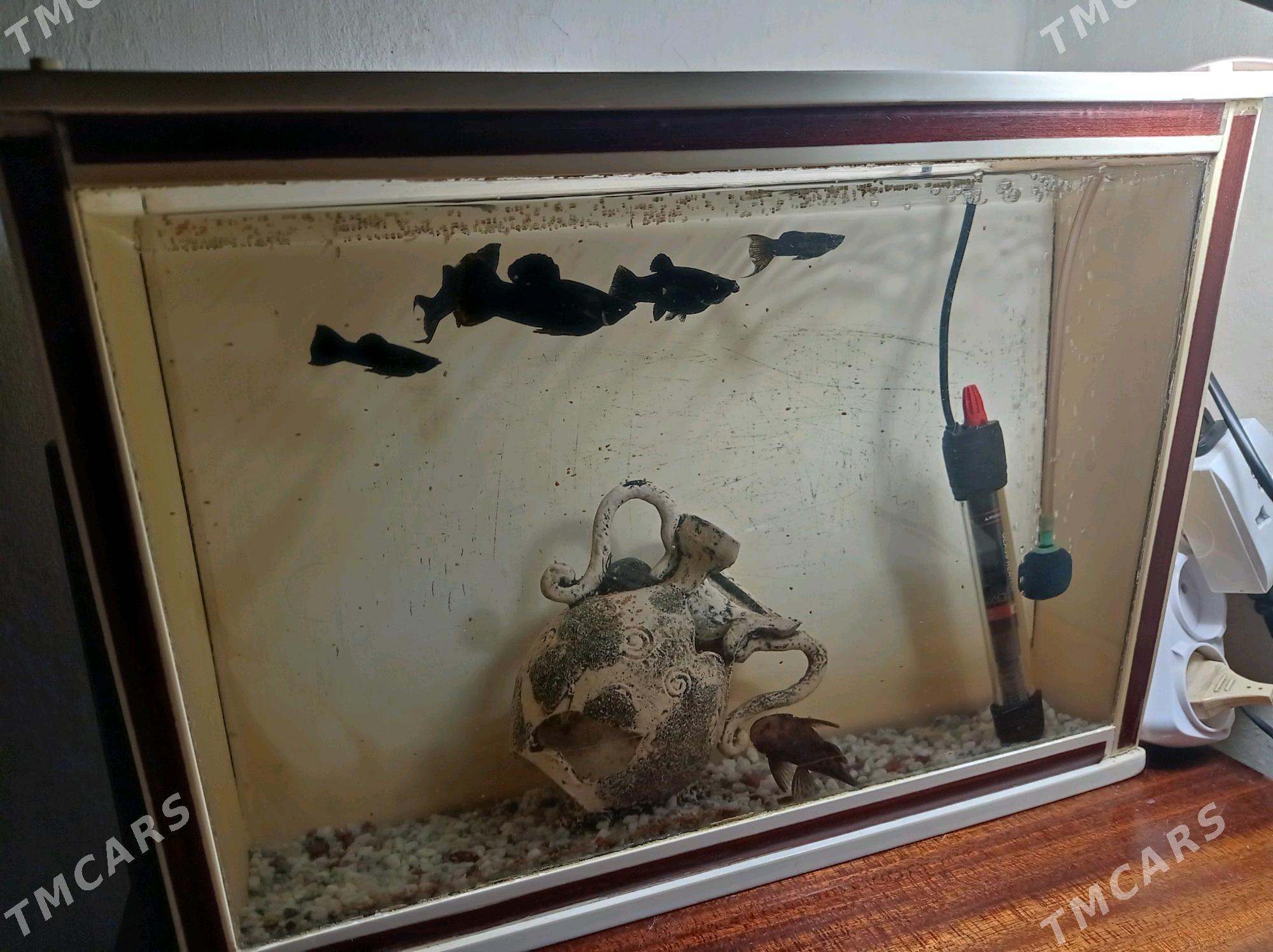 аквариум - Aşgabat - img 1