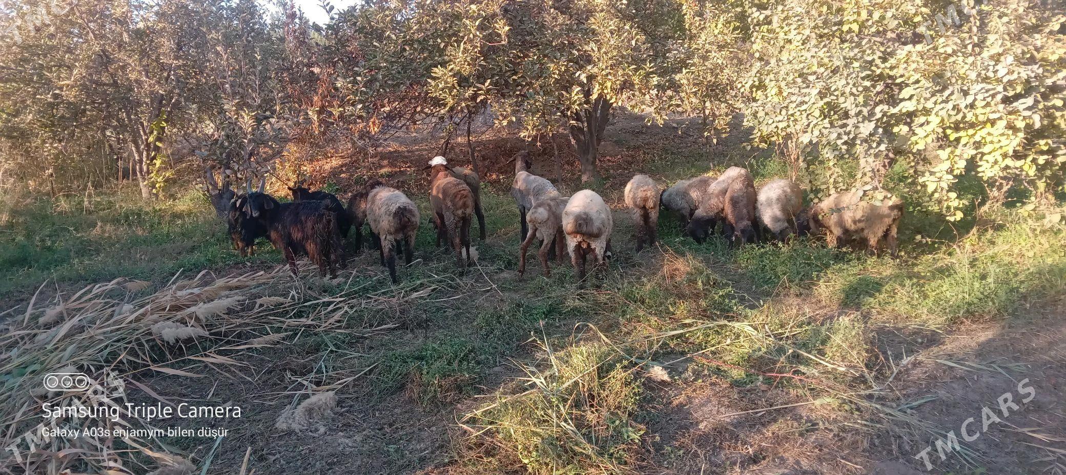 Tokly cebiş - Tejen - img 1