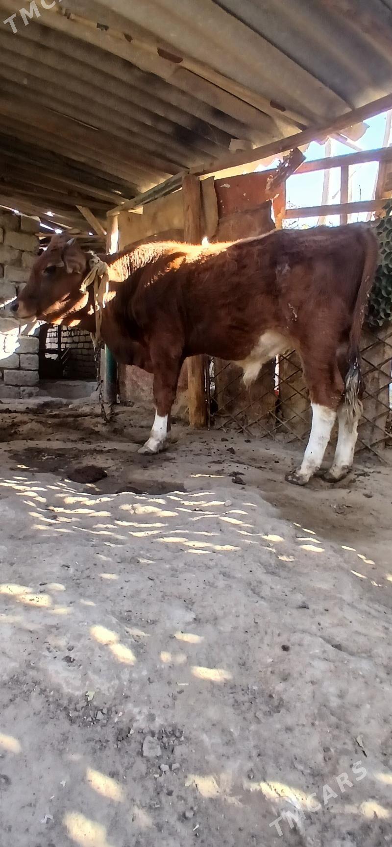 mal okuz - Aşgabat - img 3