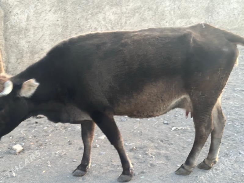 Sygyr - Gyzylarbat - img 3