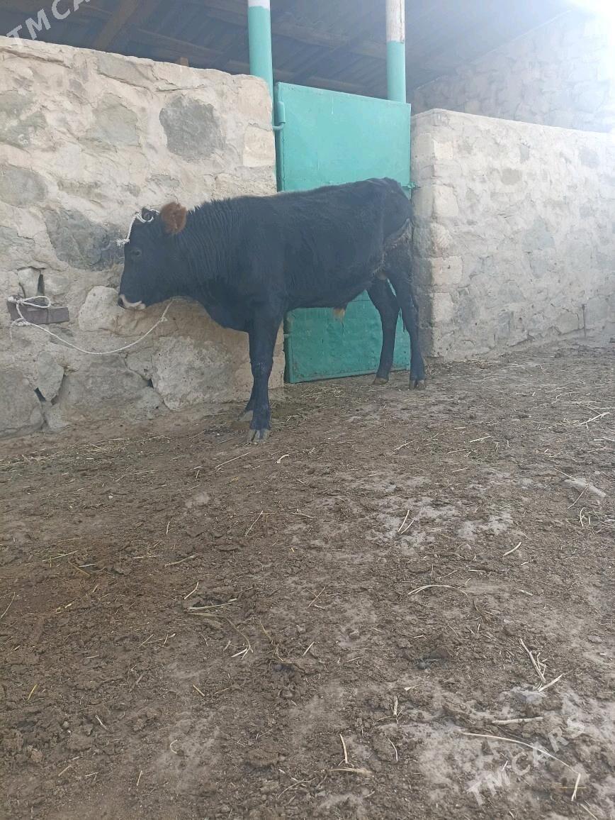 okiz - Берекет - img 3