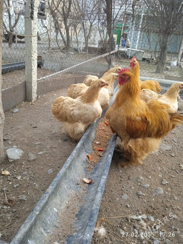 ýumurtga - Гёкдепе - img 2