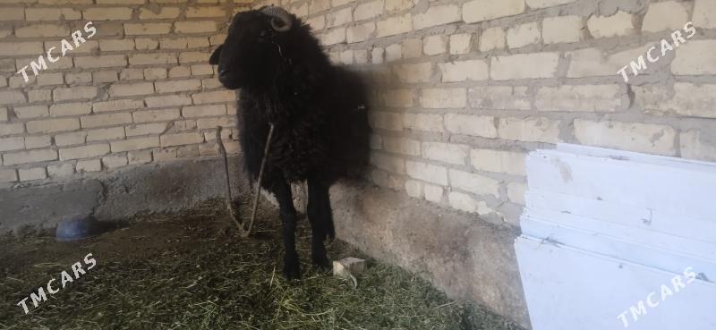 kockar - Чарджоу - img 3