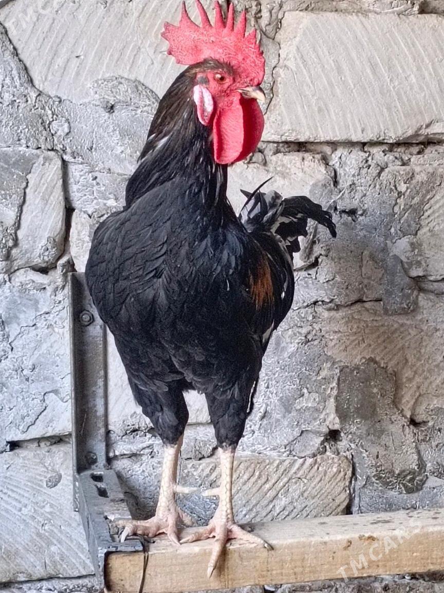 Jersi towuk Gigant - Balkanabat - img 1