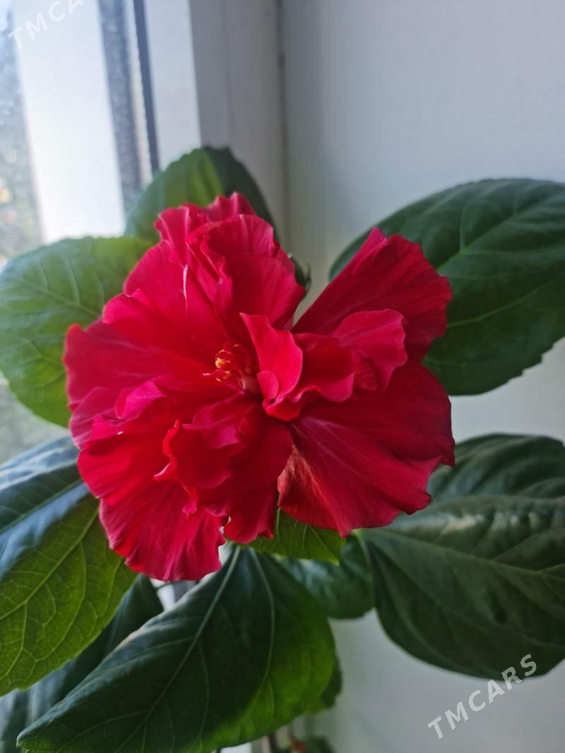 комнатные растения - Гуртли - img 2