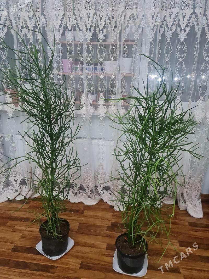 комнатные растения - Гуртли - img 8