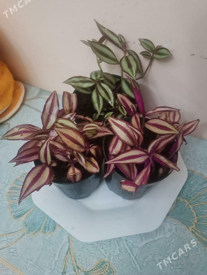 комнатные растения - Гуртли - img 9