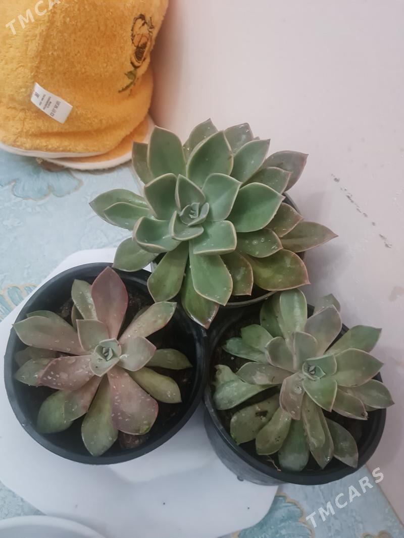 комнатные растения - Гуртли - img 10