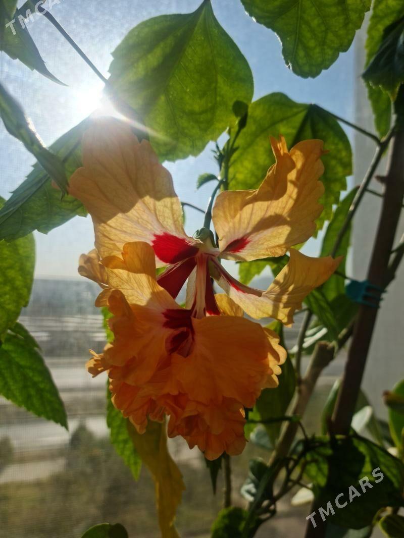 комнатные растения - Гуртли - img 1