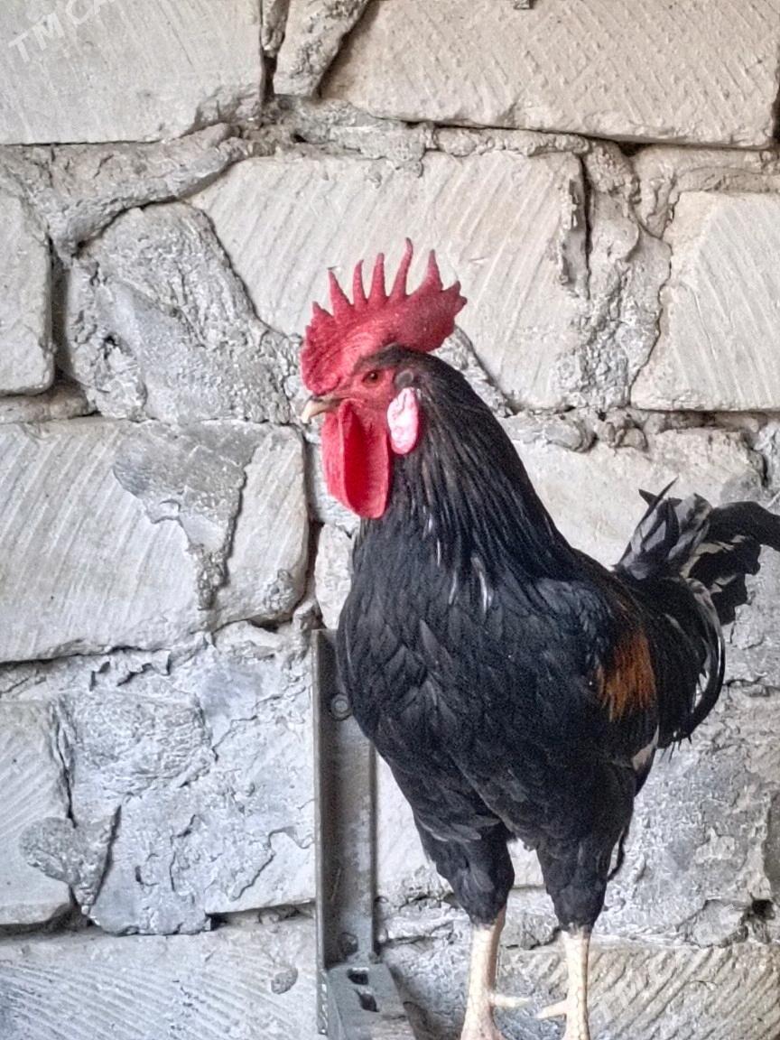 Jersi towuk Gigant - Balkanabat - img 2