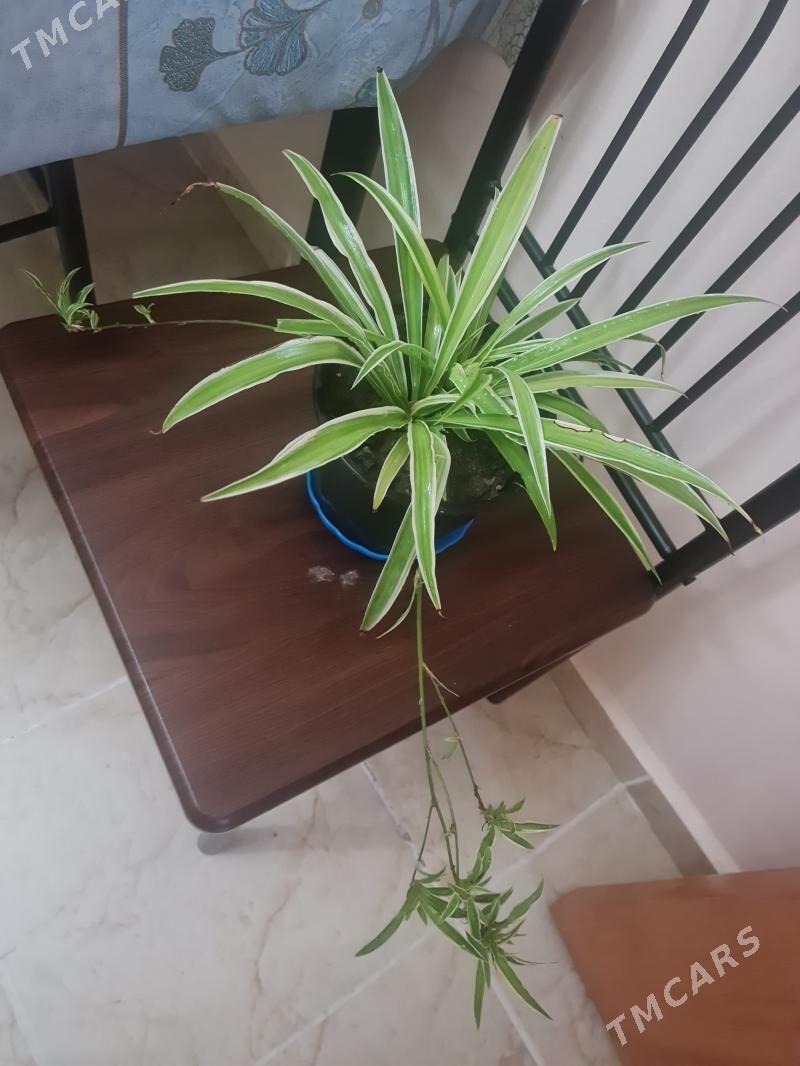 комнатные растения - Гуртли - img 7