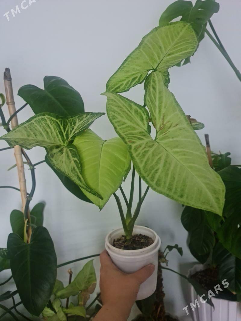 комнатные растения - Гуртли - img 5