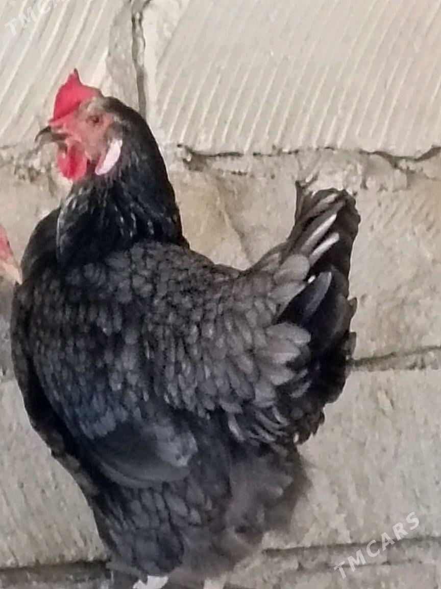 Jersi towuk Gigant - Balkanabat - img 4