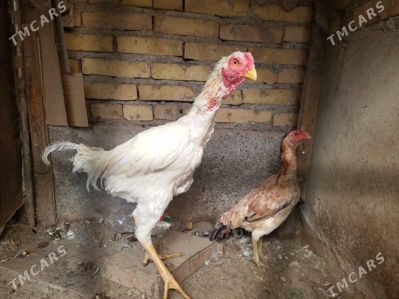 хораз - Чарджоу - img 1