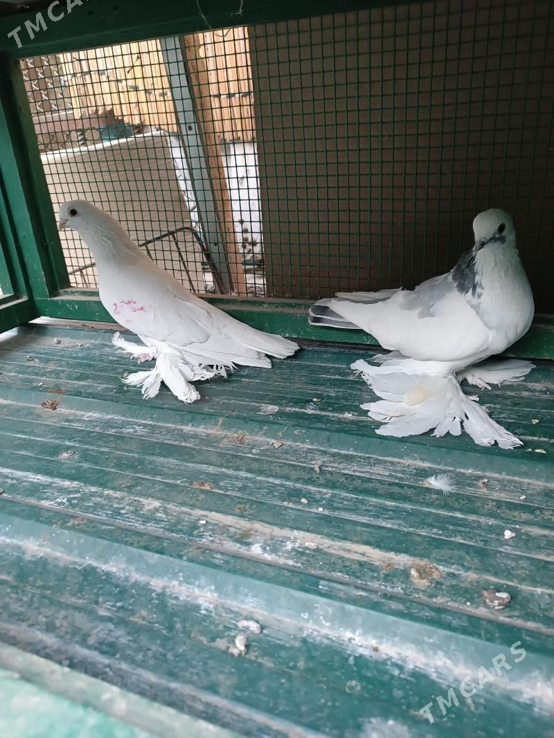 KepderiKepderi - Mary - img 1