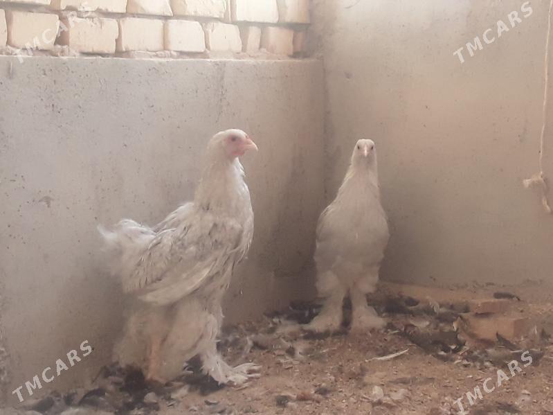 brama lawanda - Кака - img 2