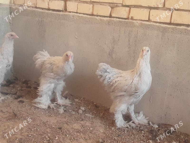 brama lawanda - Кака - img 1