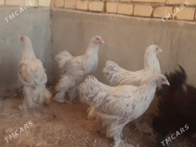 brama lawanda - Кака - img 3