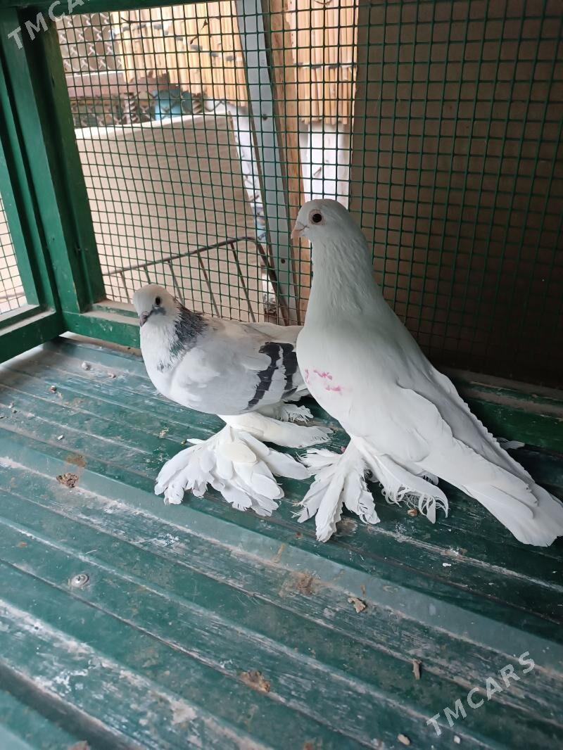 KepderiKepderi - Mary - img 4