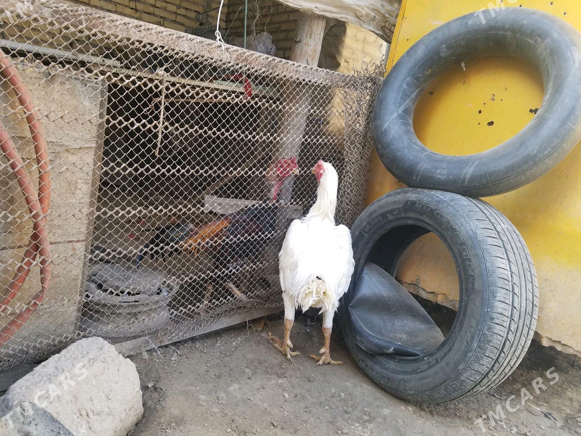 хораз - Чарджоу - img 3