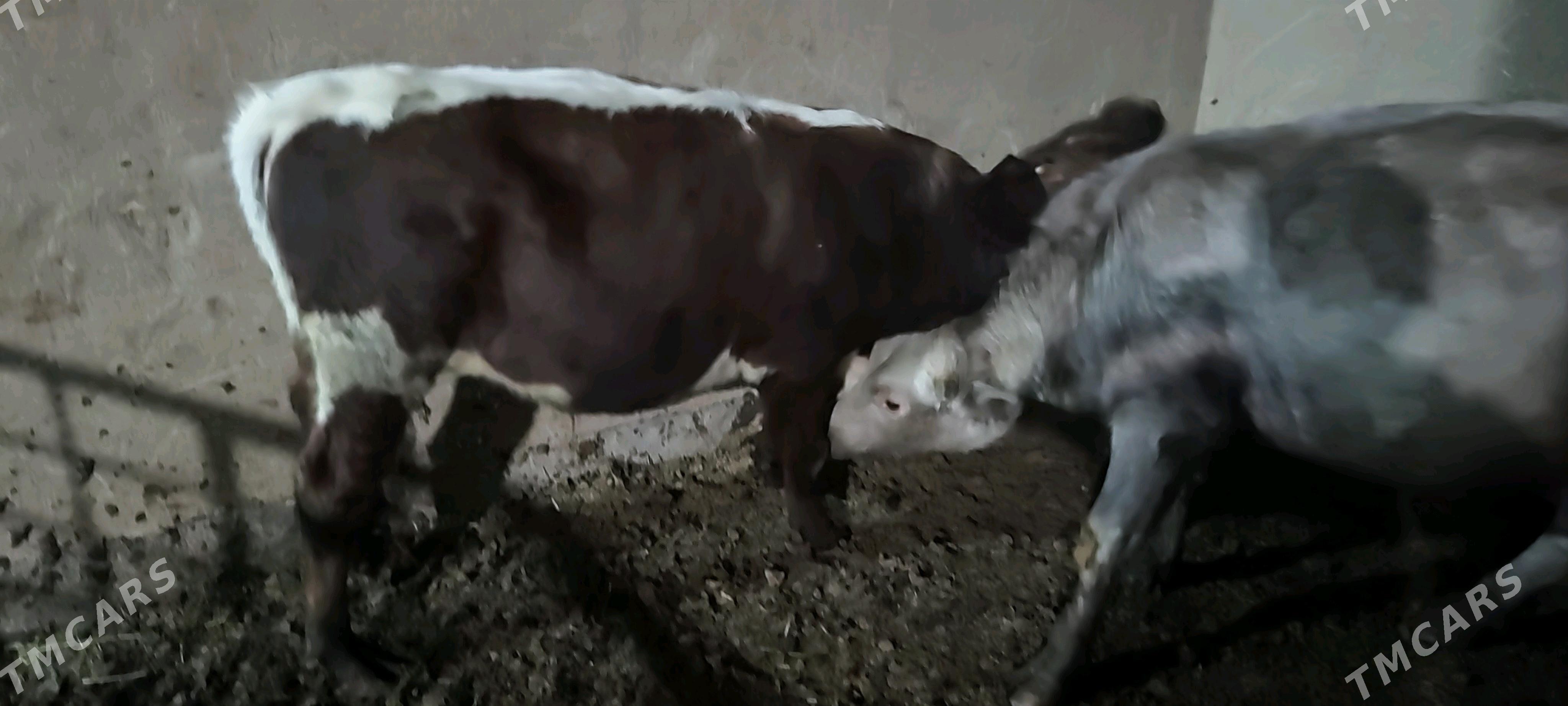 okuz - Векильбазар - img 3