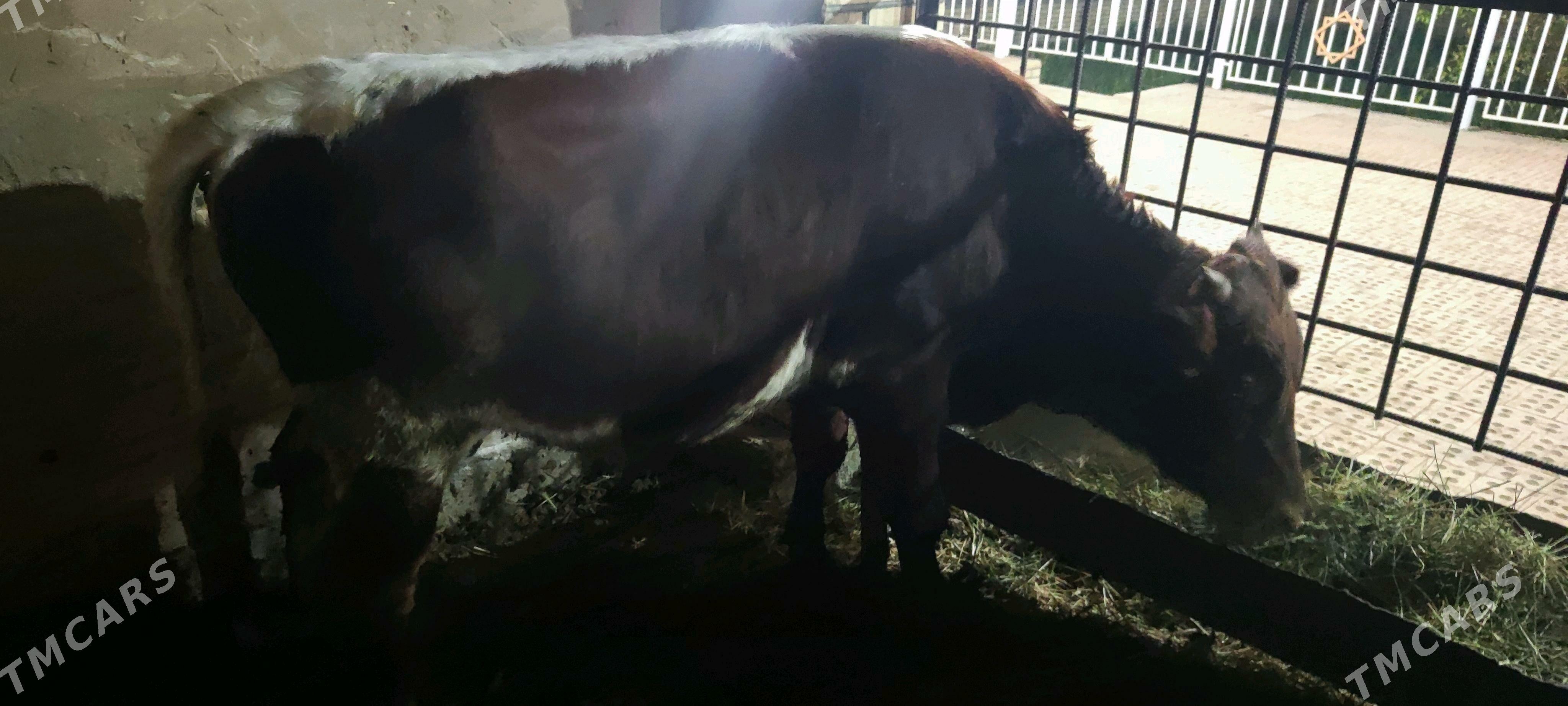 okuz - Векильбазар - img 4