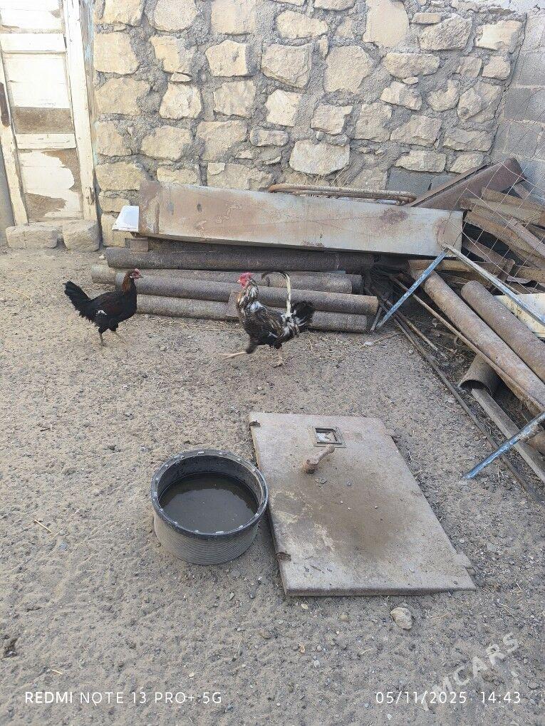 Horaz - Gumdag - img 1