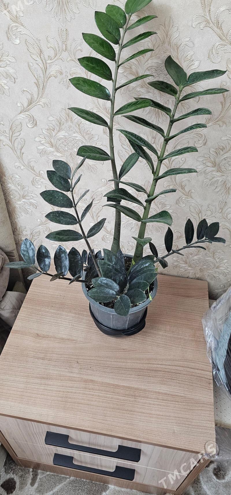 цветы - Гаудан "В" - img 2