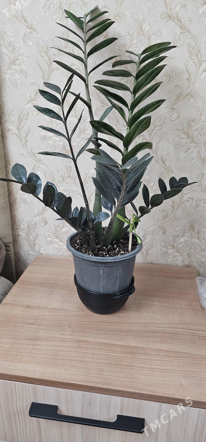 цветы - Гаудан "В" - img 1