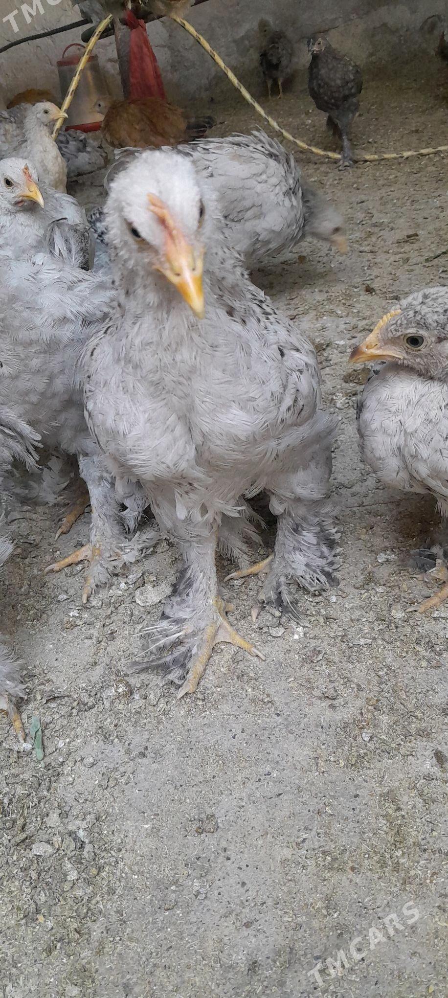 juje - Tejen - img 3