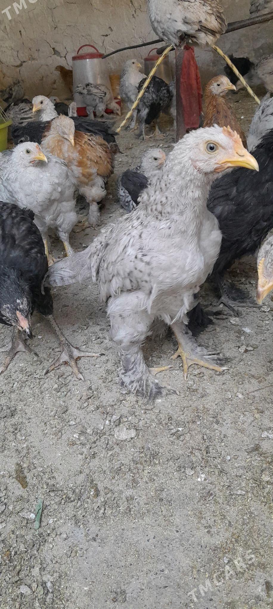 juje - Tejen - img 2