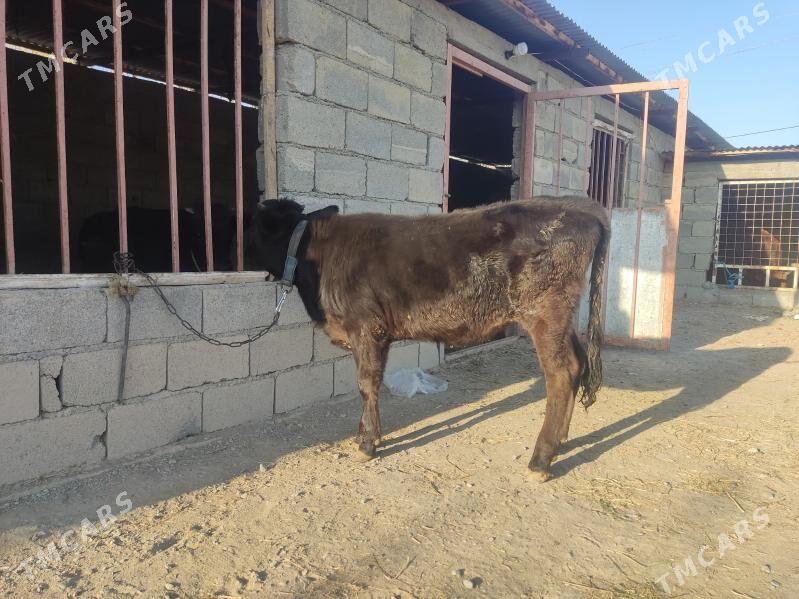 1okuz 2 tuwe - Гёкдепе - img 10