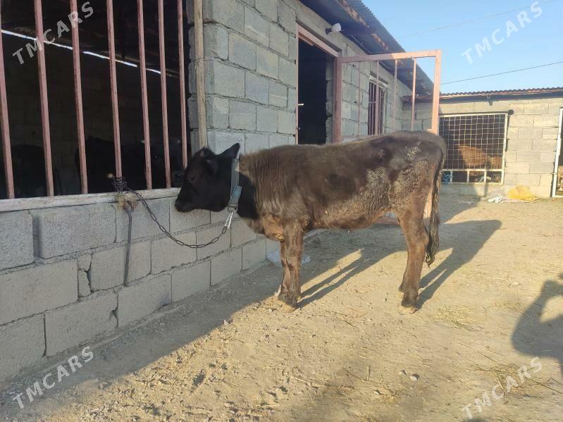 1okuz 2 tuwe - Гёкдепе - img 8