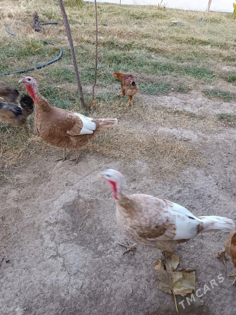 induk makiyam - Büzmeýin GRES - img 1