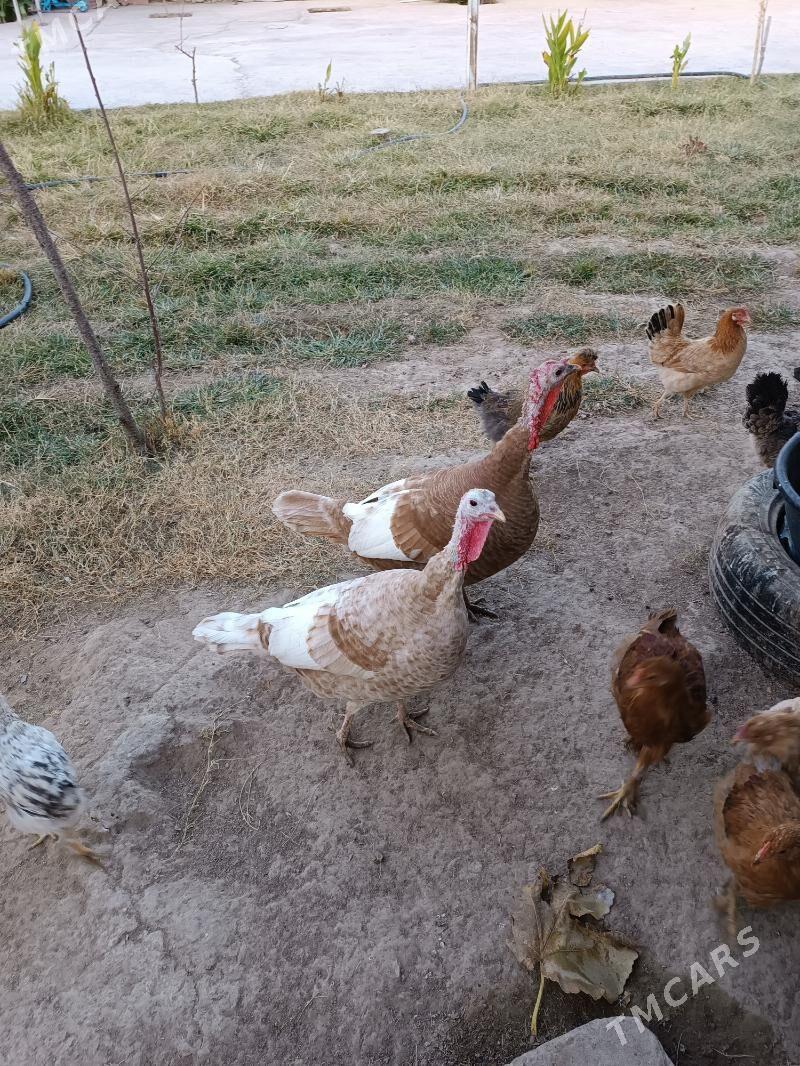 induk makiyam - Büzmeýin GRES - img 3