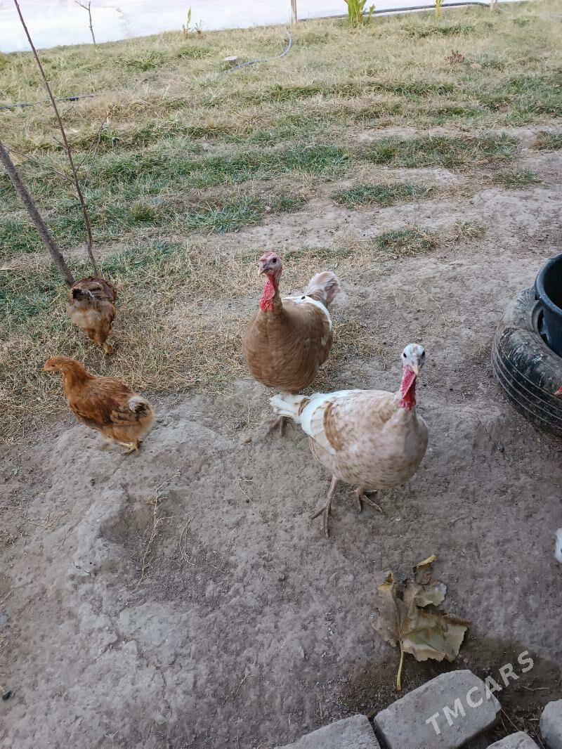 induk makiyam - Büzmeýin GRES - img 2