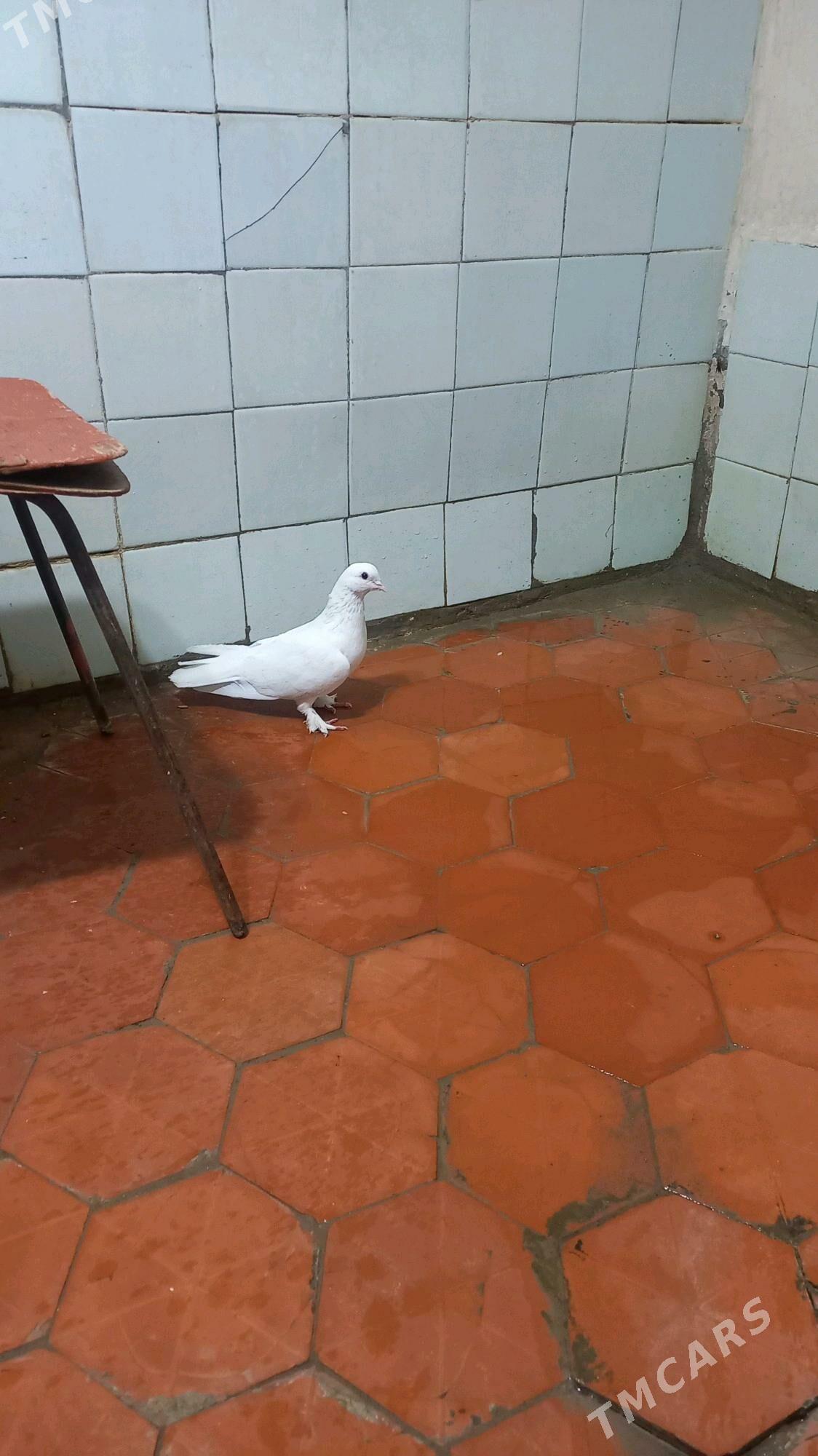 kepderi - Gyzylarbat - img 2