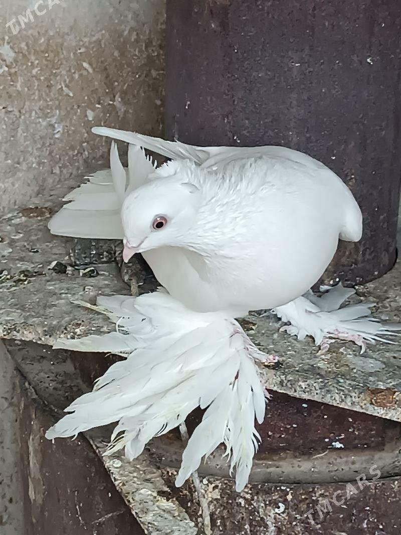 Kepderi - Mary - img 1