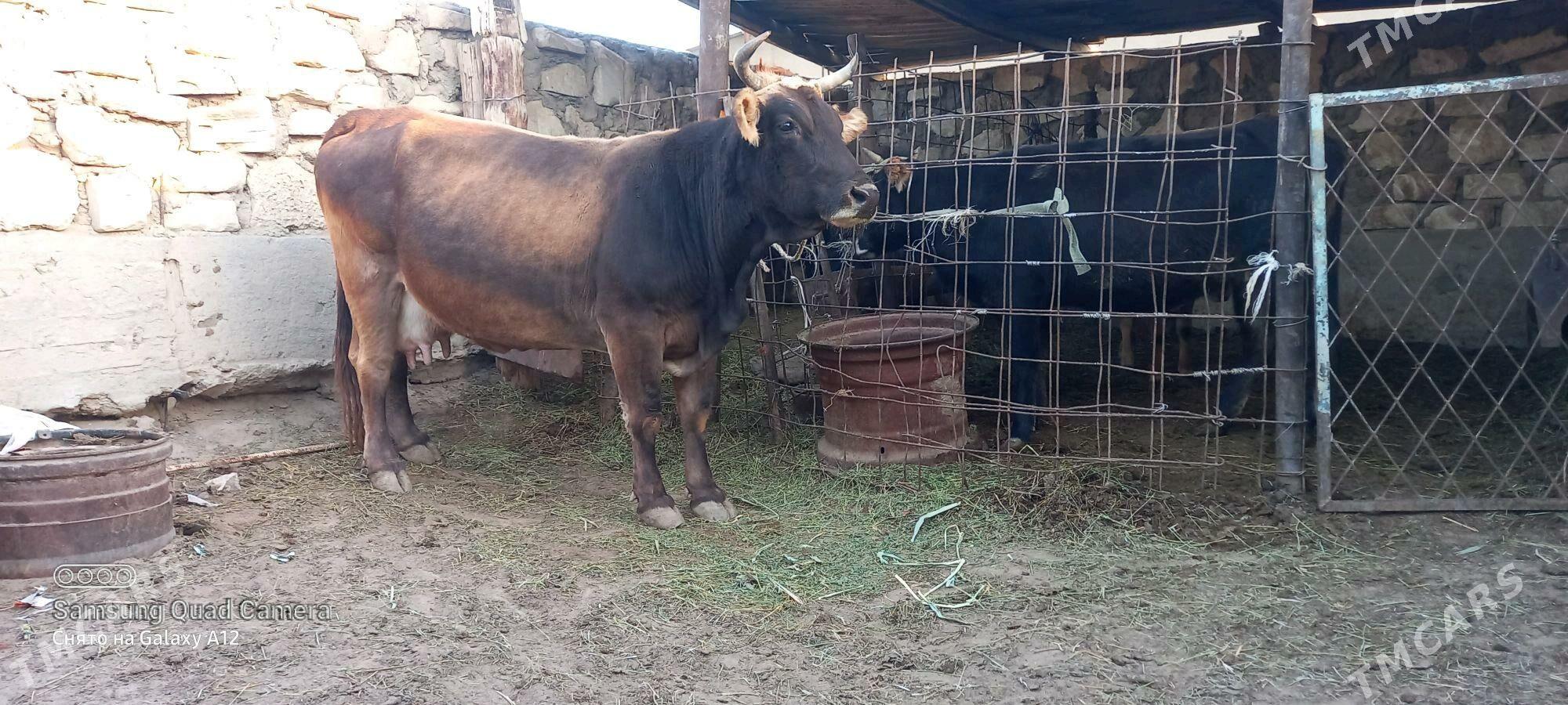 taze bogaz - Гумдаг - img 1