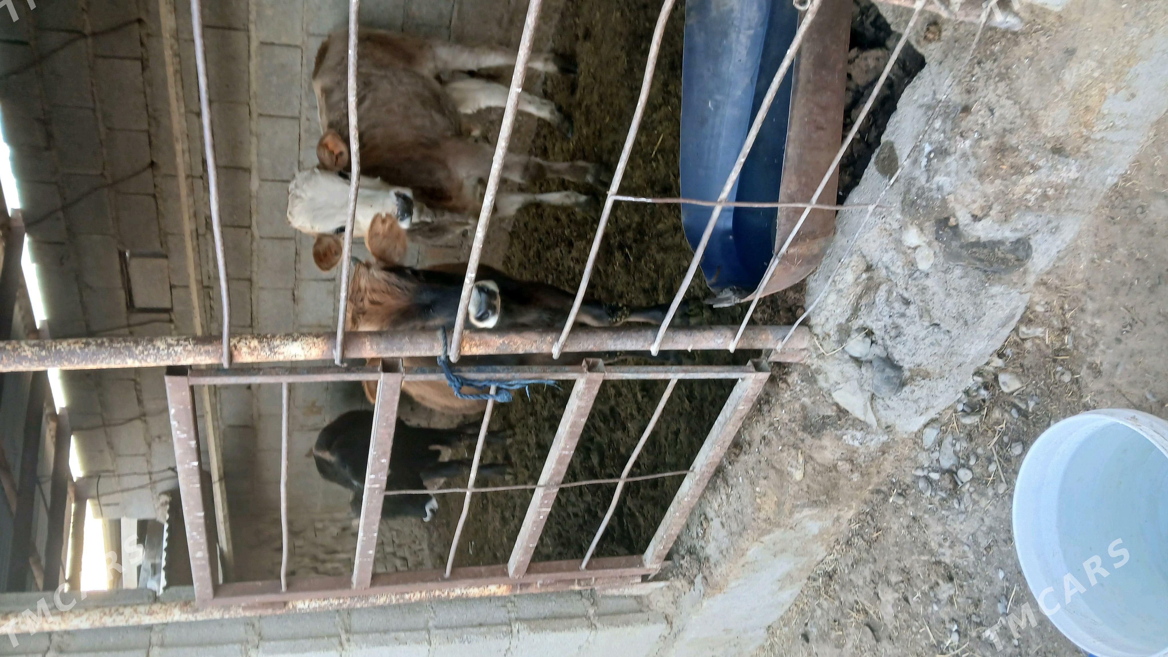 okuz - Bäherden - img 2