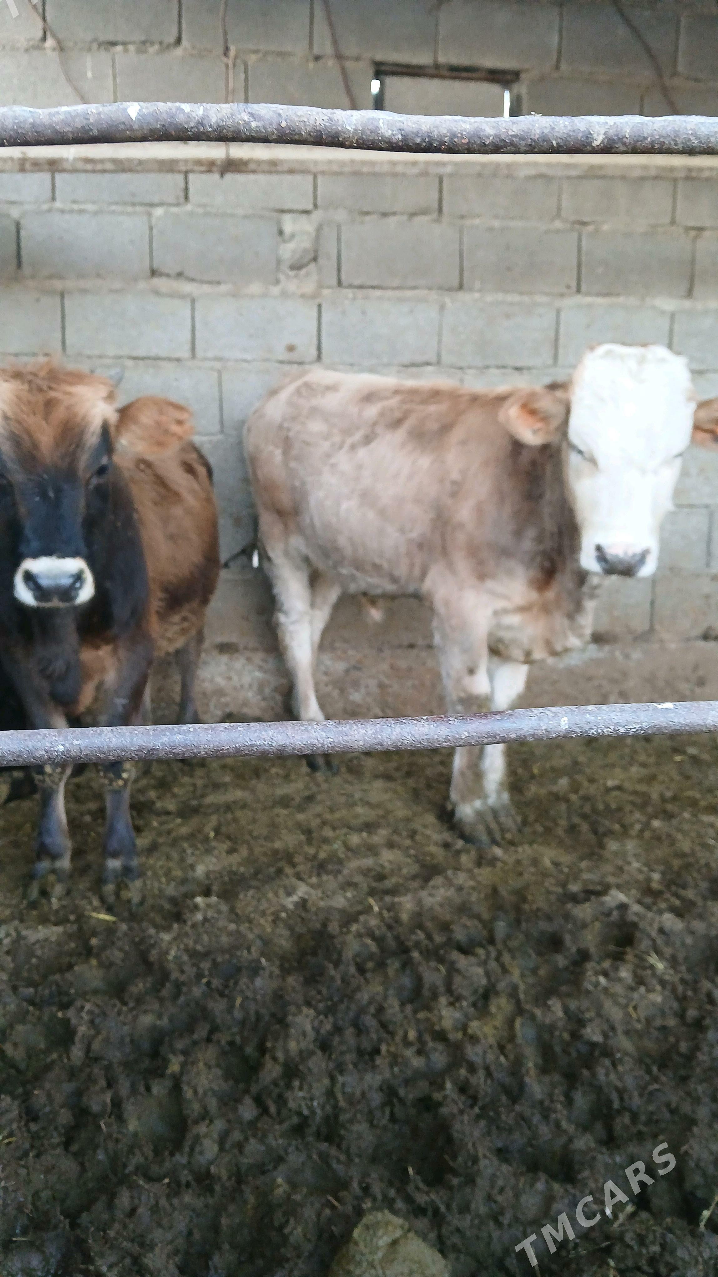 okuz - Bäherden - img 3