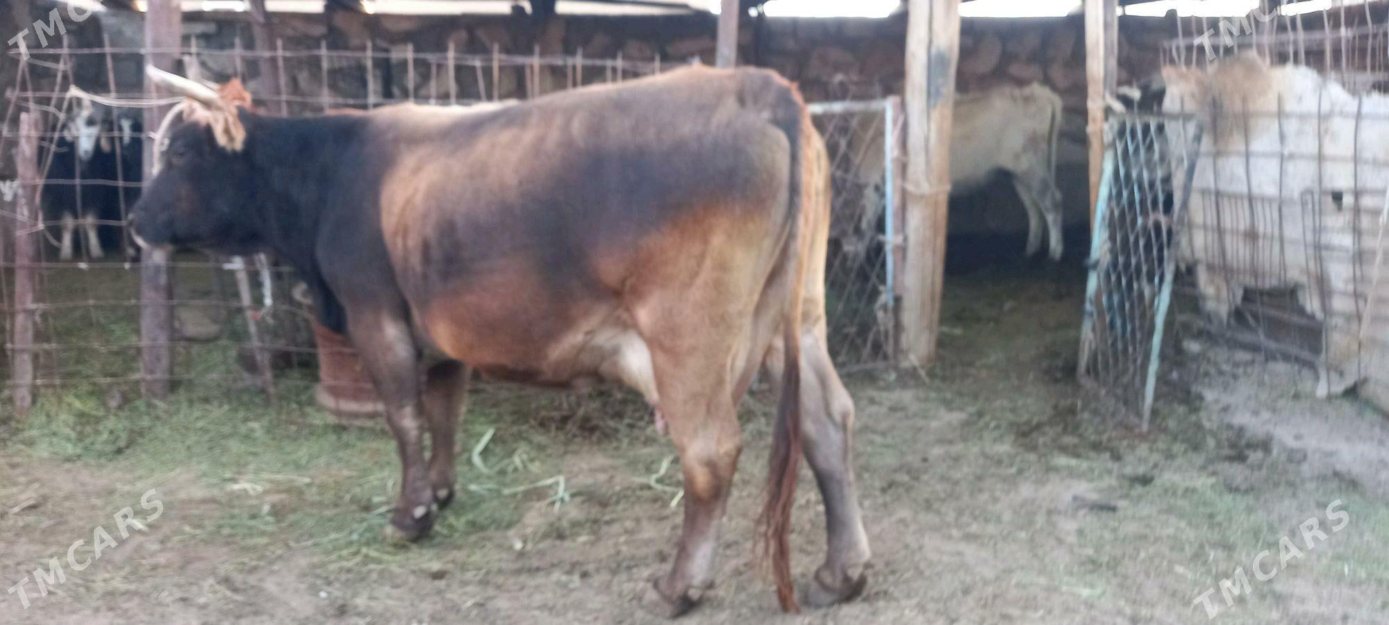 taze bogaz - Гумдаг - img 3