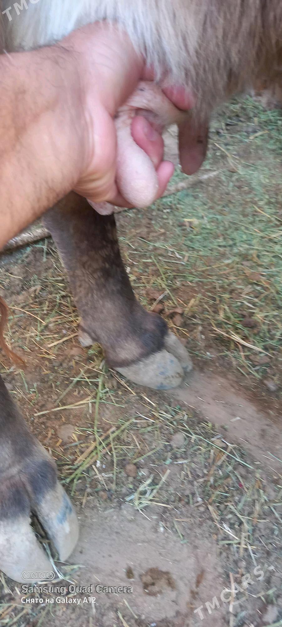 taze bogaz - Гумдаг - img 2