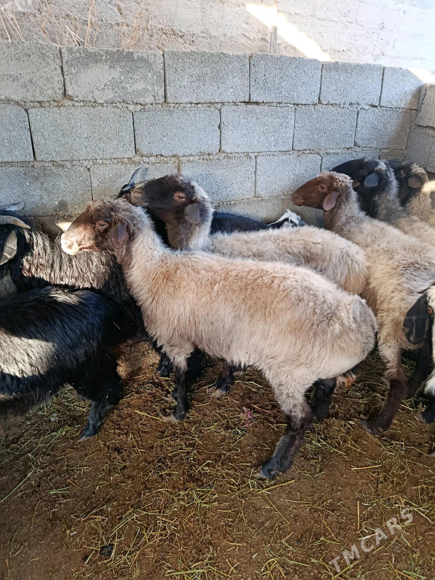 bakyly goyun - Чоганлы - img 2