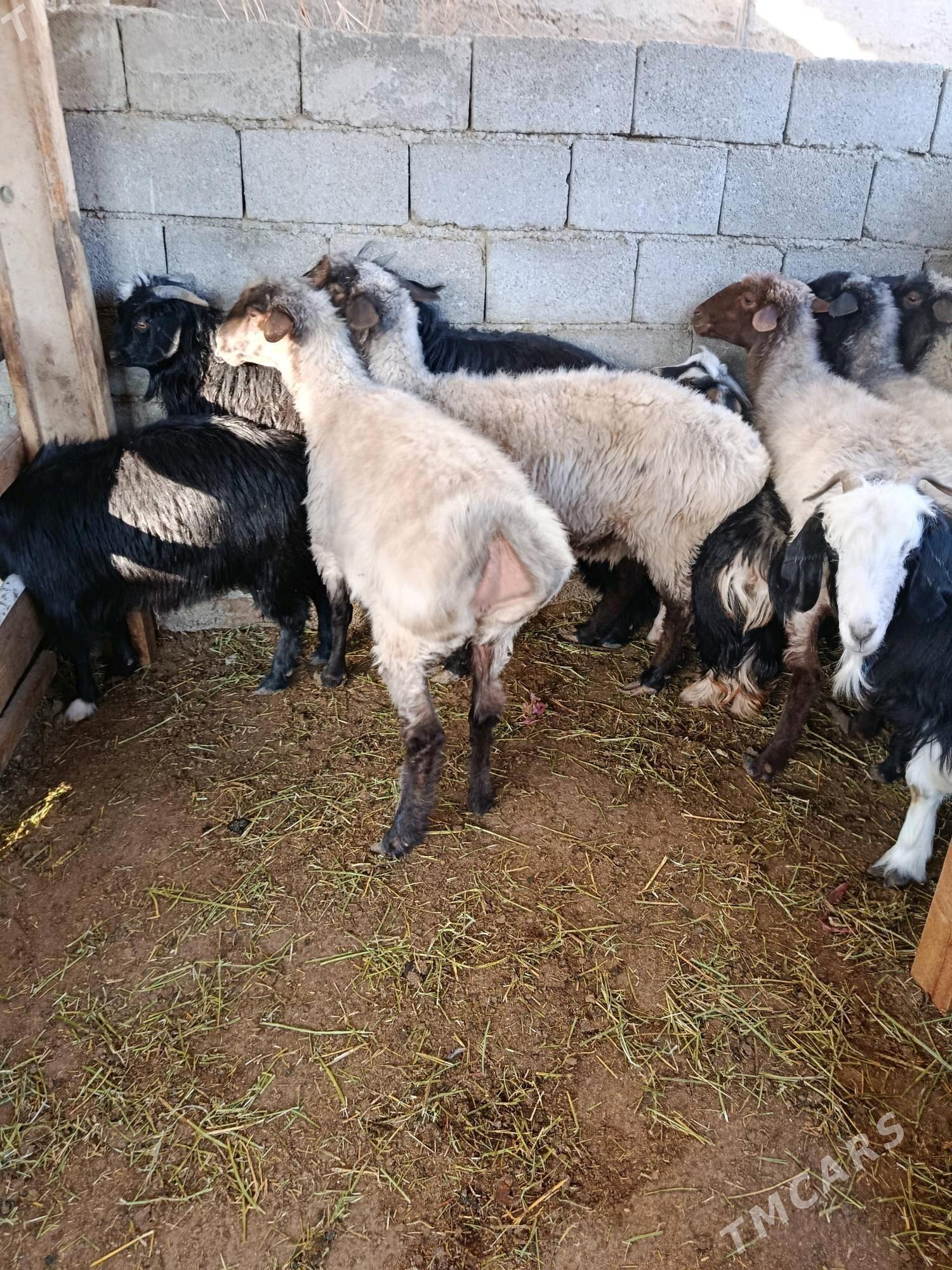 bakyly goyun - Чоганлы - img 1