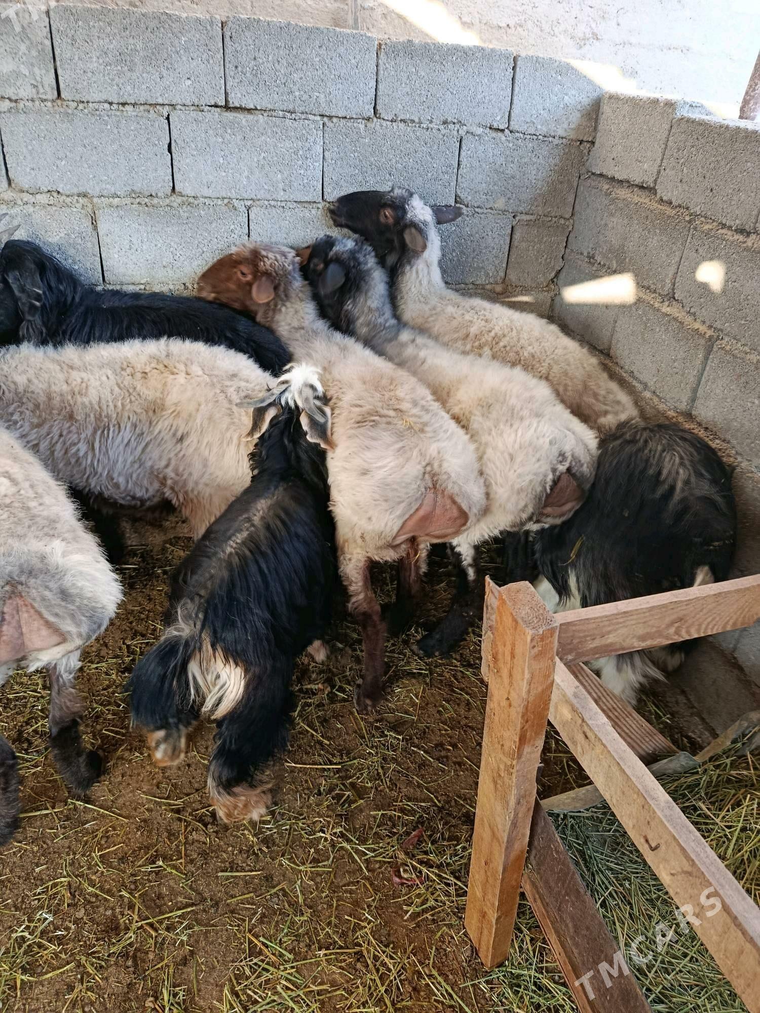 bakyly goyun - Чоганлы - img 4