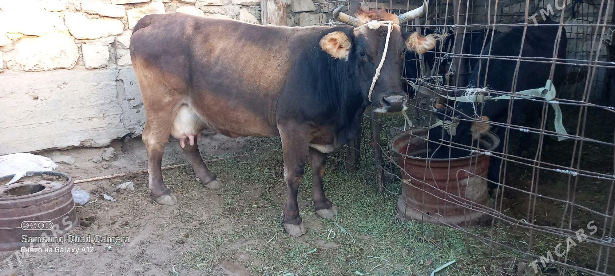 taze bogaz - Гумдаг - img 4